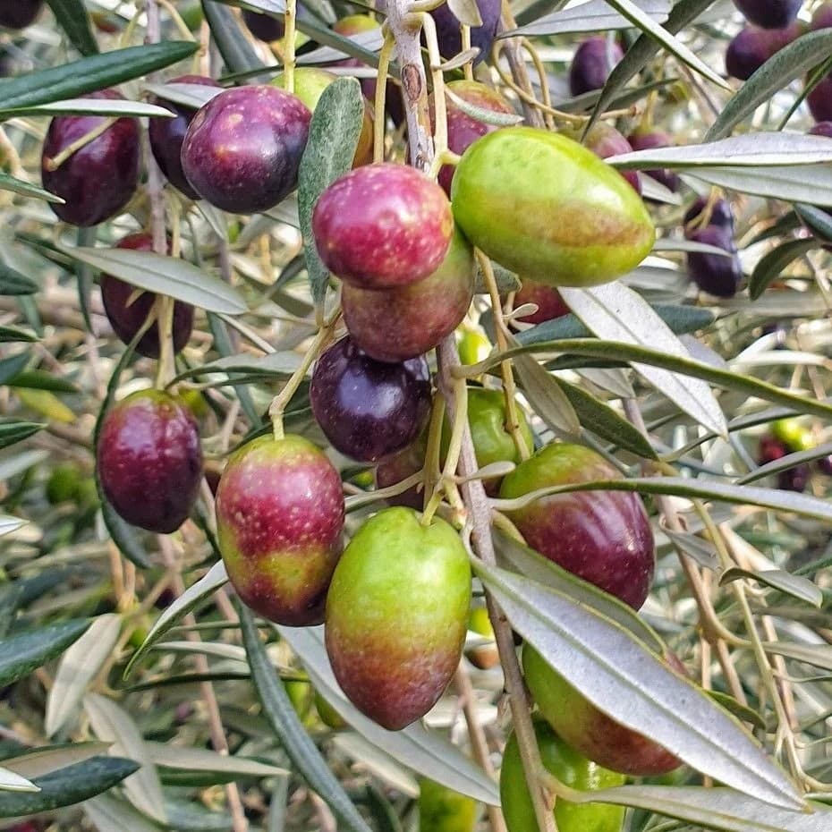 Cosecha temprana de Valmir